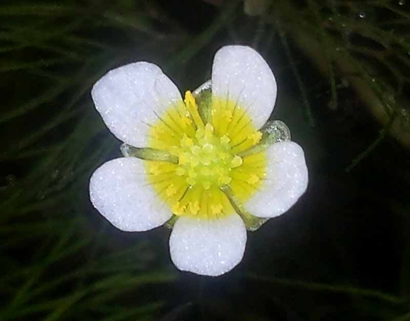 Ranunculus trichophyllus #51893