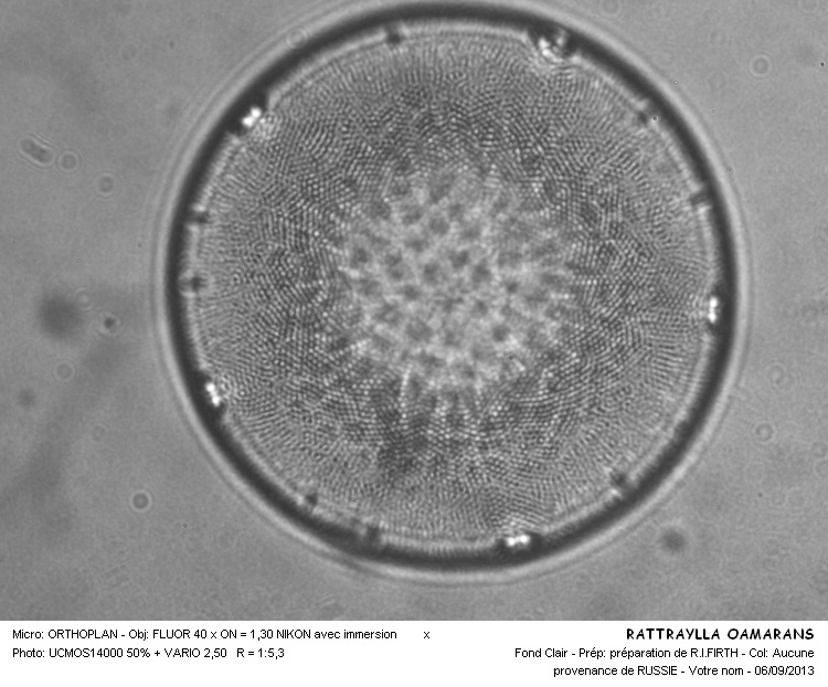 RATRAYELLA OAMARUENSIS (GRUNOW) #33625