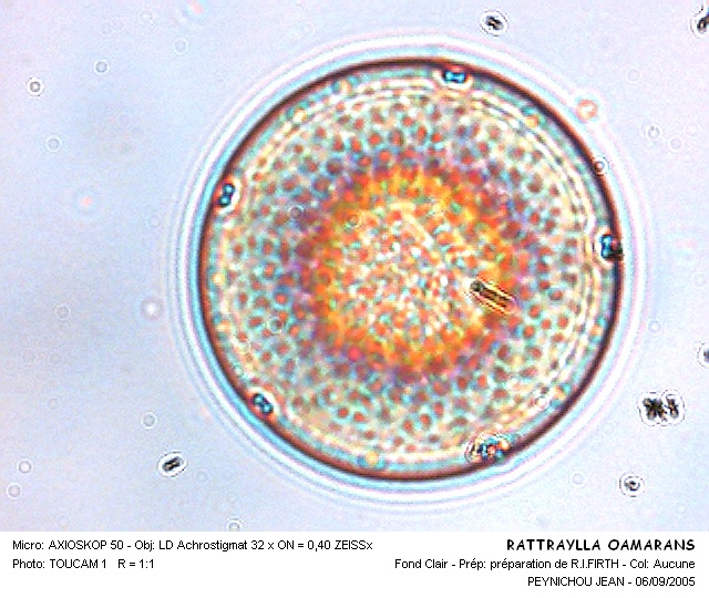 RATTRAYLLA OAMARANS #31659