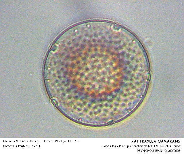 RATTRAYLLA OAMARANS #31657
