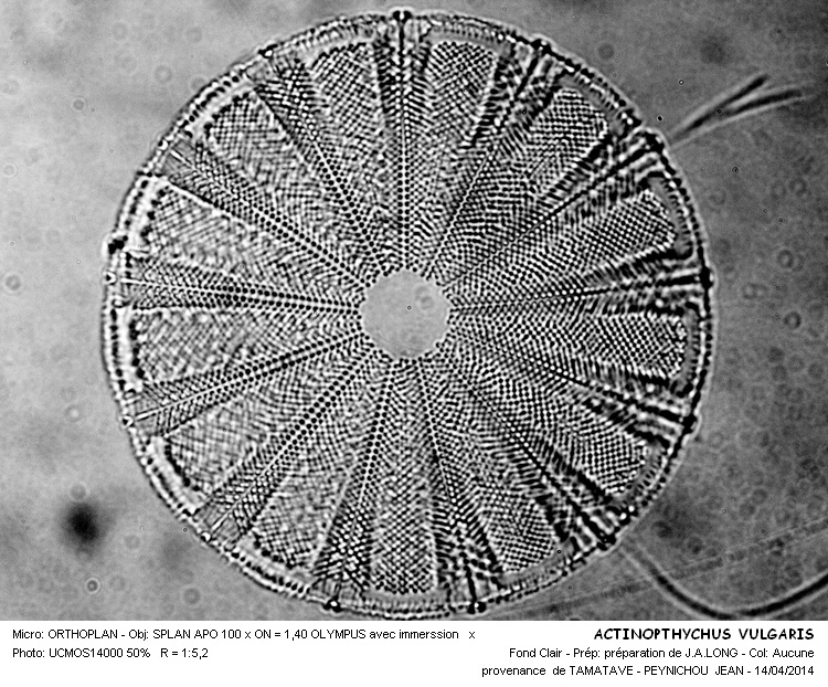 Re: ACTINIPTHYCHUS VULGARIS #37172