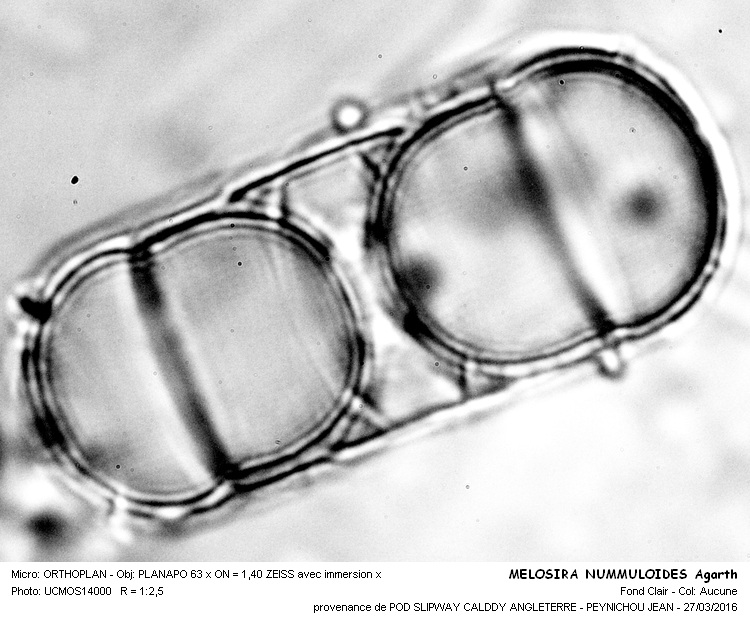 Re: Melosira nummuloides (Dillw.) C.A.Agardh #44294