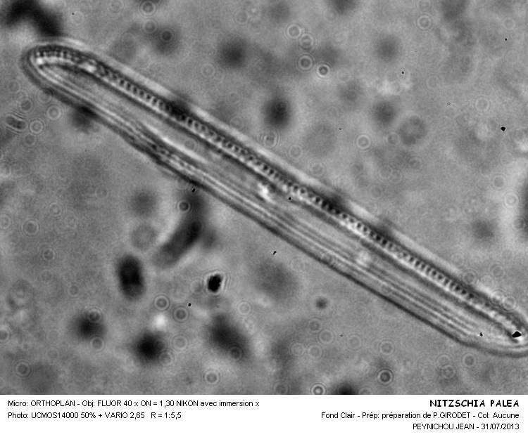 Re: Nitzschia palea (Kütz.) W. Smith #32987