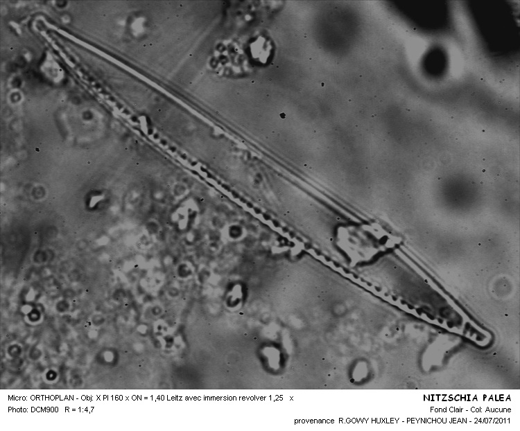 Re: Nitzschia palea (Kütz.) W. Smith #31743