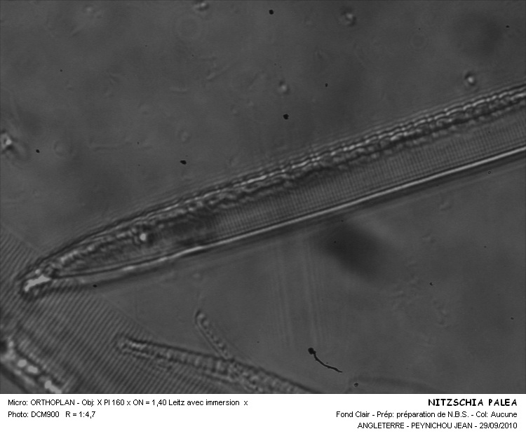 Re: Nitzschia palea (Kütz.) W. Smith #31742