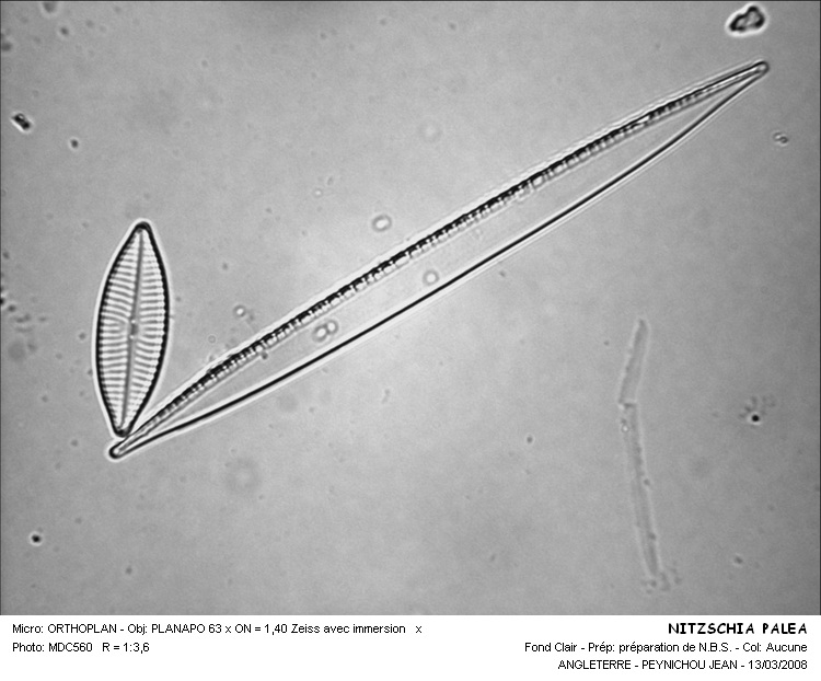 Re: Nitzschia palea (Kütz.) W. Smith #31740
