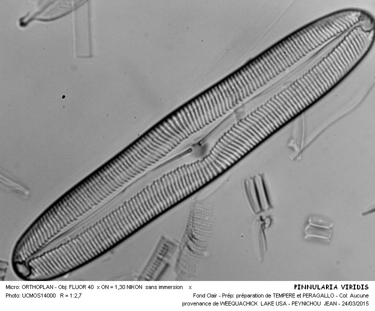 Re: PINNULARIA VIRIDIS var. INTERMEDIA Cleve #40937