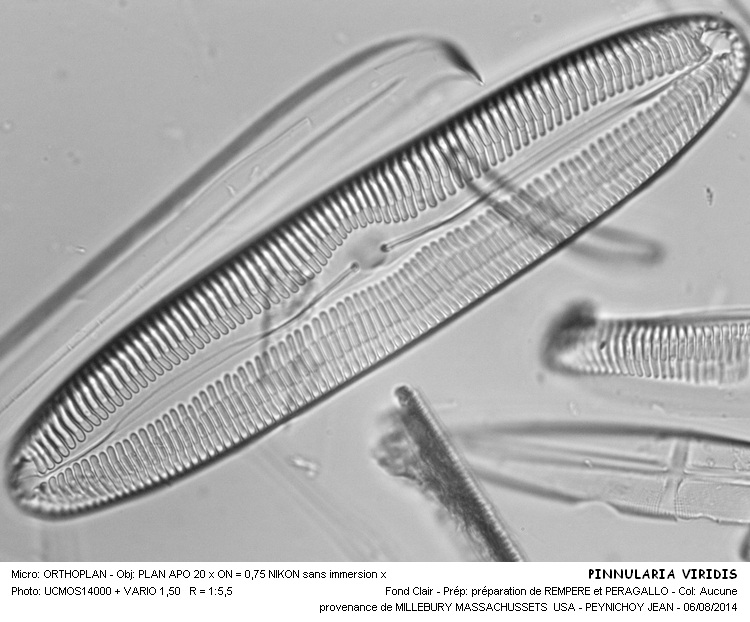 Re: PINNULARIA VIRIDIS var. INTERMEDIA Cleve #38447