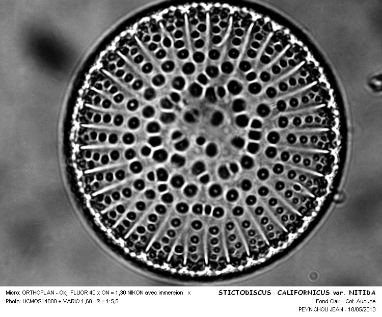 Re: Stictodiscus californicus var. nitida Grove & Sturt #31182
