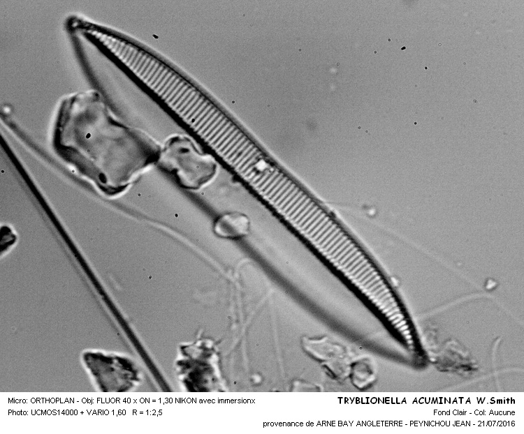 Re: TRYBLIONELLA ACUMINATA W.Smith #46194