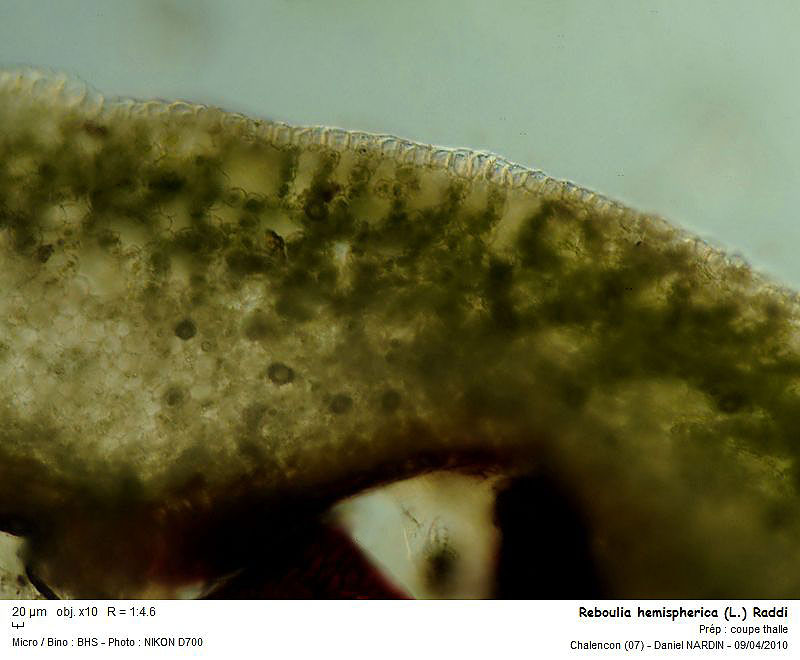 Reboulia hemispherica (L.) Raddi #15474