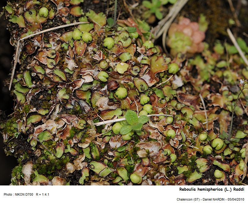Reboulia hemispherica (L.) Raddi #15471