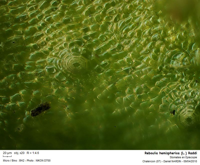 Reboulia hemispherica (L.) Raddi #15473
