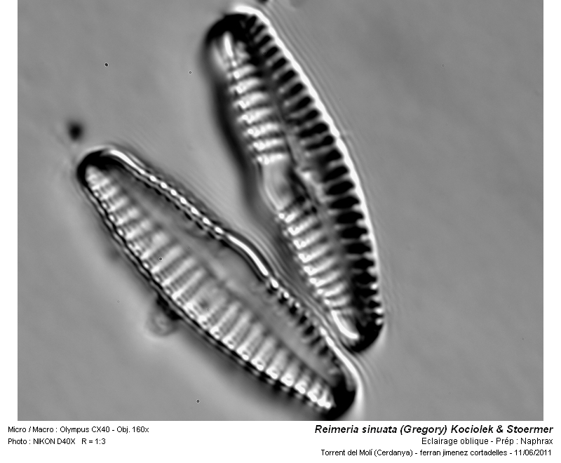 Reimeria sinuata (Gregory) Kociolek & Stoermer #25710
