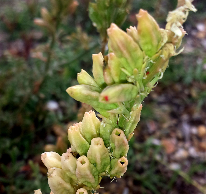 Reseda alba #55418