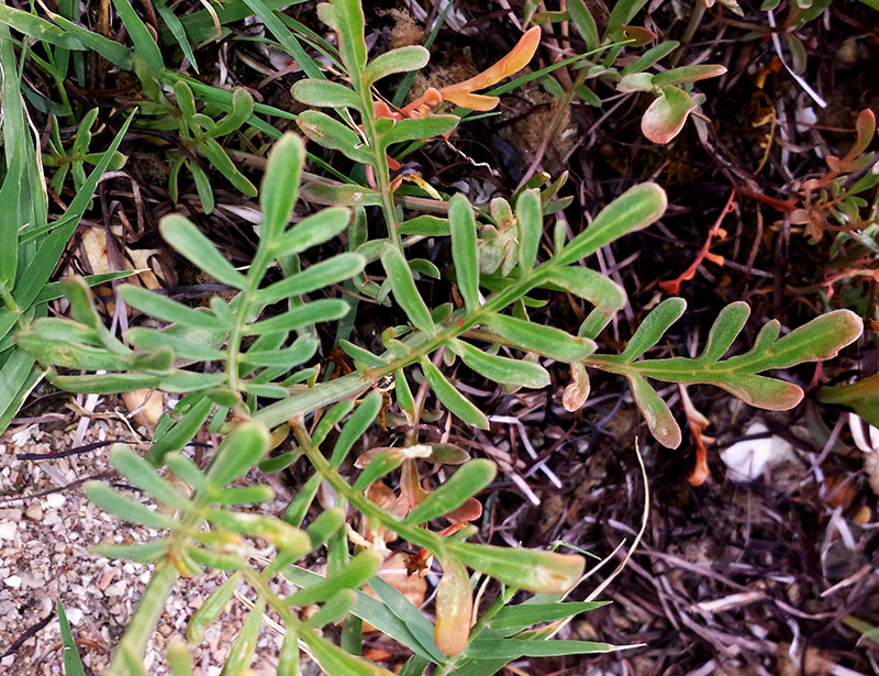 Reseda alba #55416