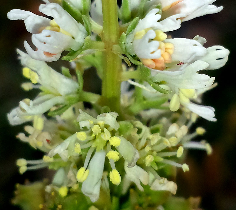 Reseda alba #55420