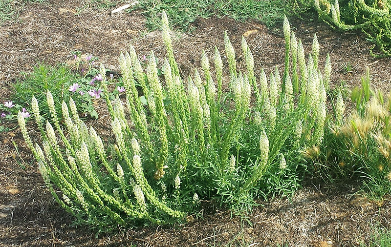 Reseda alba #55414