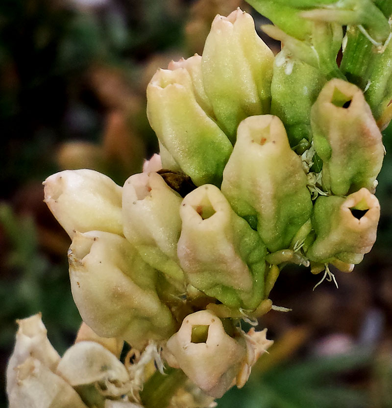 Reseda alba #55476