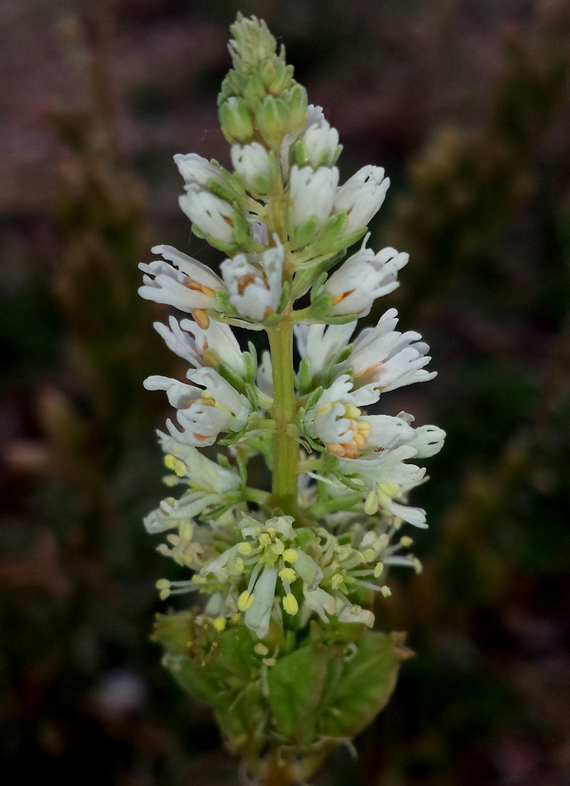 Reseda alba #55415