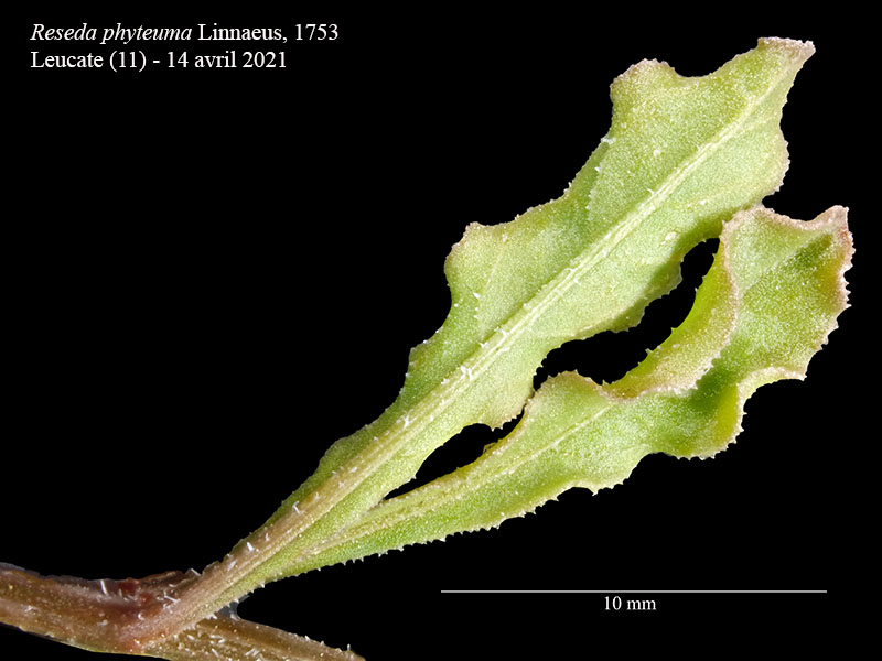 Reseda phyteuma Linné, 1753 #66522