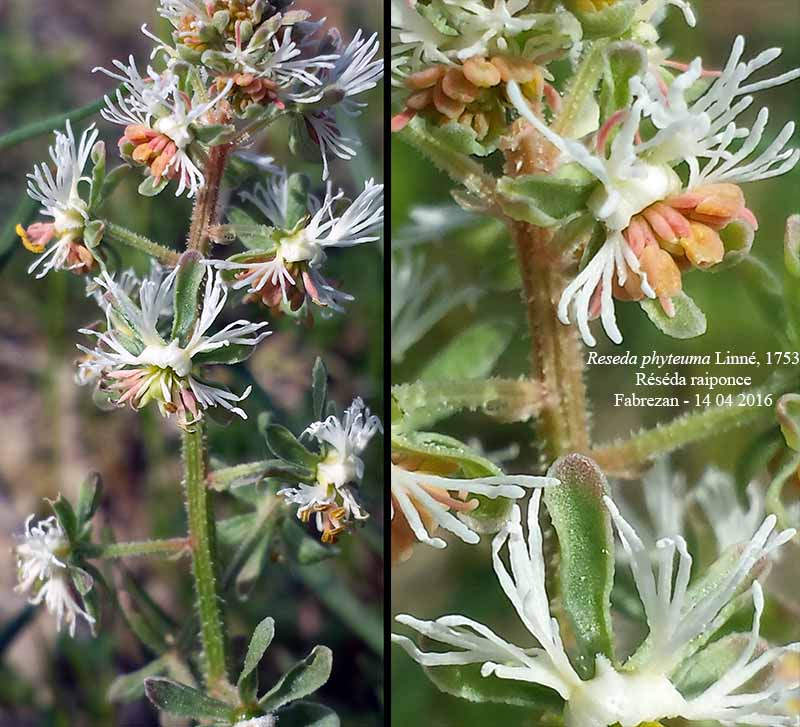 Reseda phyteuma Linné, 1753 #45012