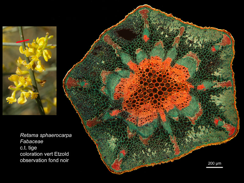 Retama sphaerocarpa, histologie, histology. #23113