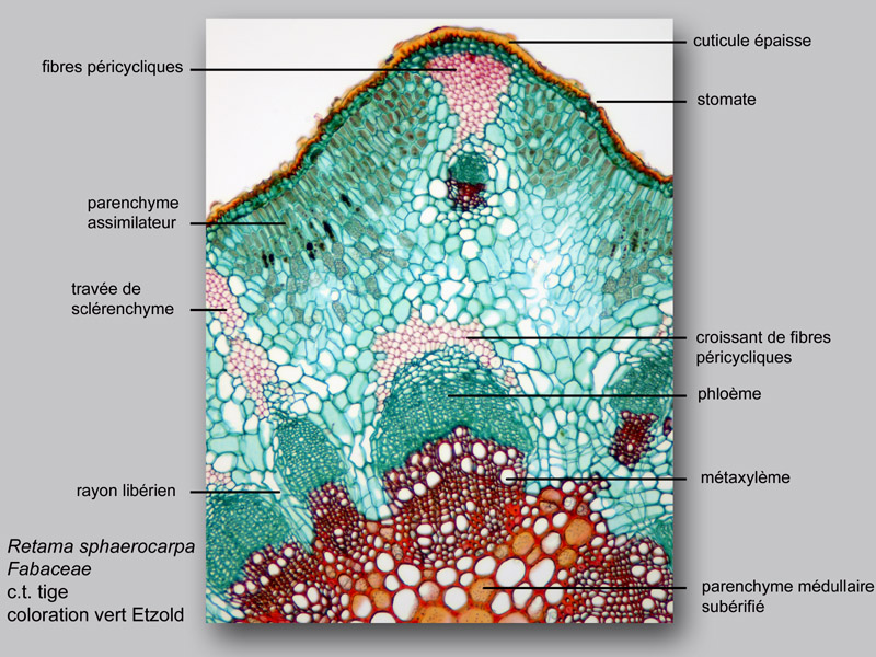 Retama sphaerocarpa, histologie, histology. #23114