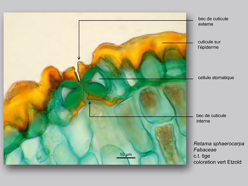 Retama sphaerocarpa, histologie, histology. #23115