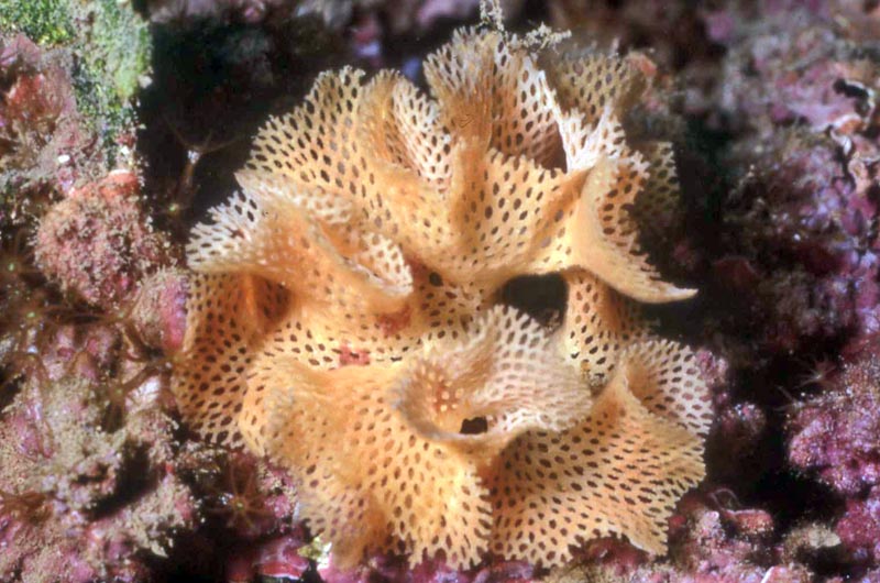 Reteporella grimaldii - Dentelle de Neptune - Bryozoaire #59558