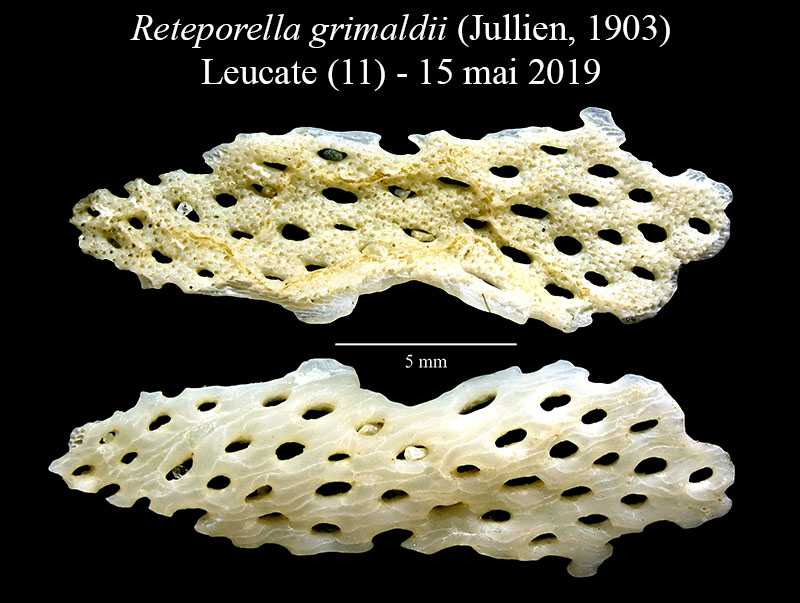 Reteporella grimaldii - Dentelle de Neptune - Bryozoaire #59538