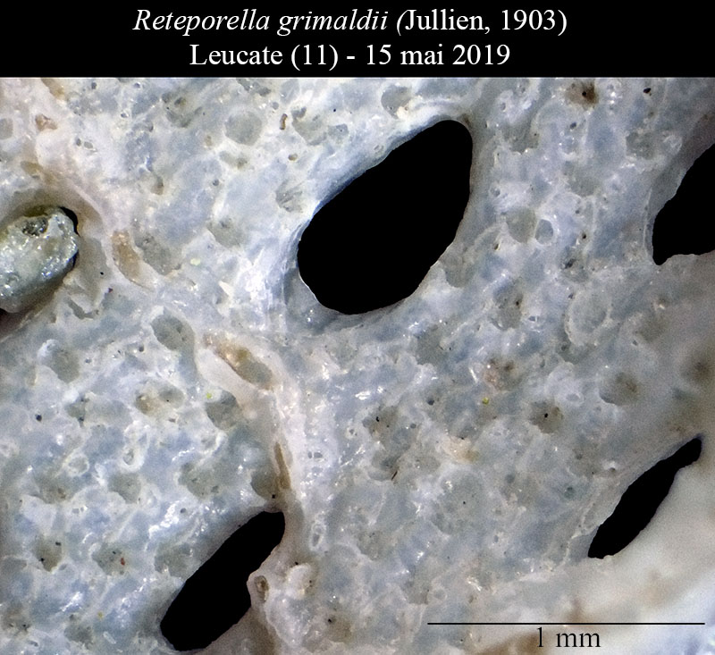 Reteporella grimaldii - Dentelle de Neptune - Bryozoaire #59539