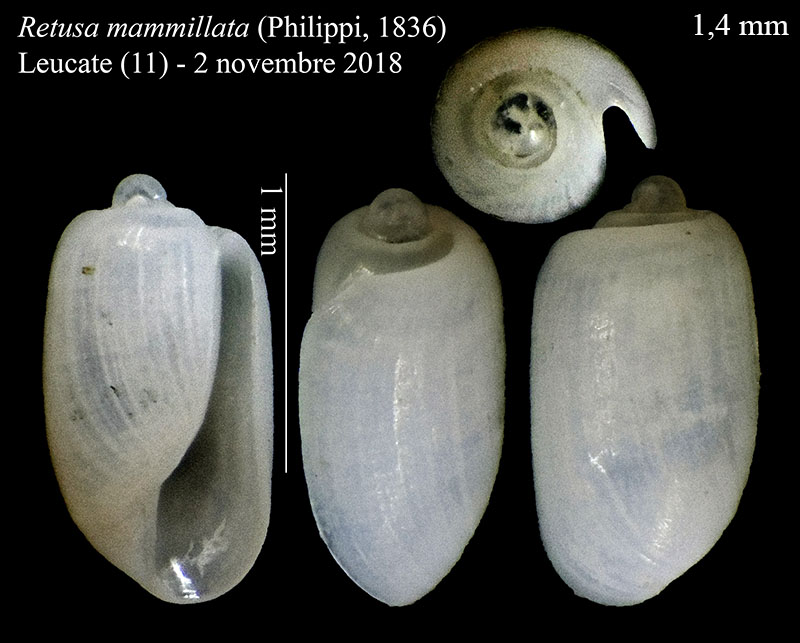 Retusa mammillata #59347