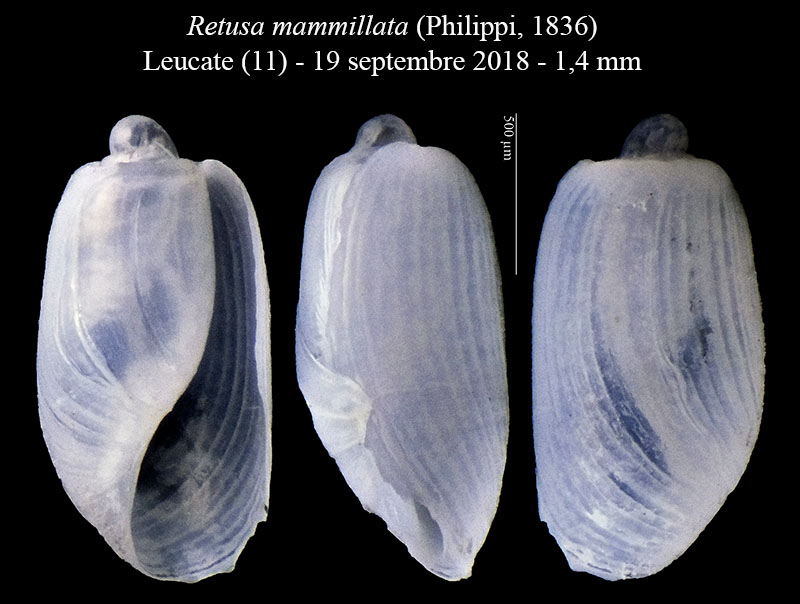Retusa mammillata #59348