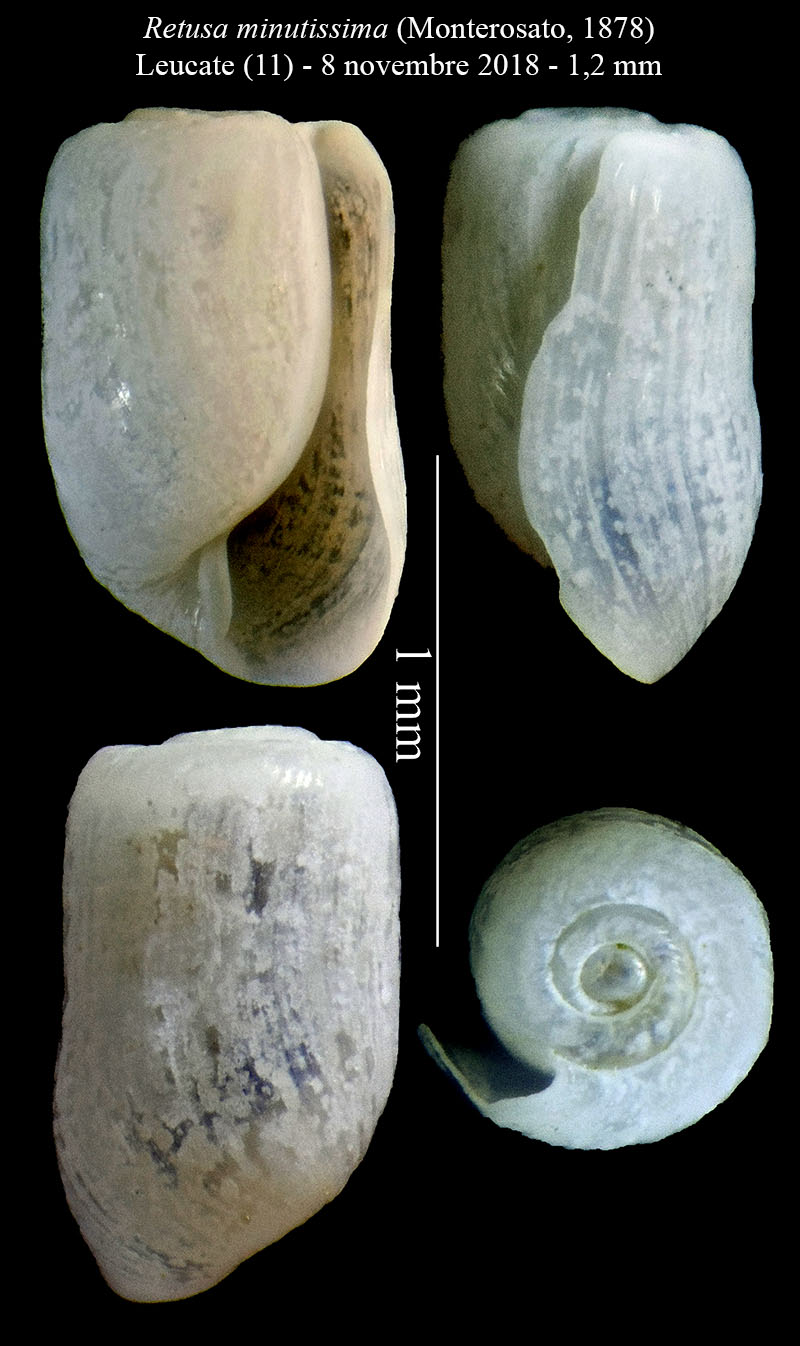 Retusa minutissima #57496