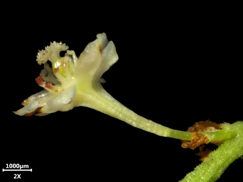 Reynoutria japonica ou Fallopia japonica - Renouée du Japon #72518