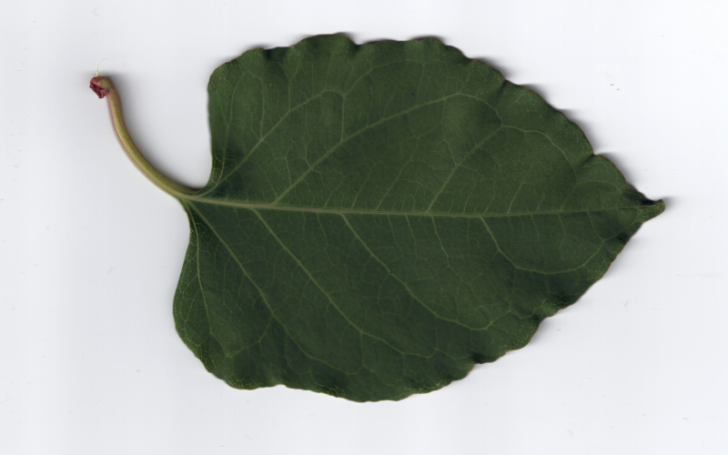 Reynoutria japonica ou Fallopia japonica - Renouée du Japon #72504