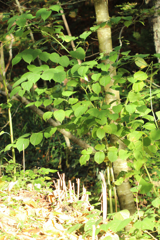 Reynoutria japonica ou Fallopia japonica - Renouée du Japon #72499