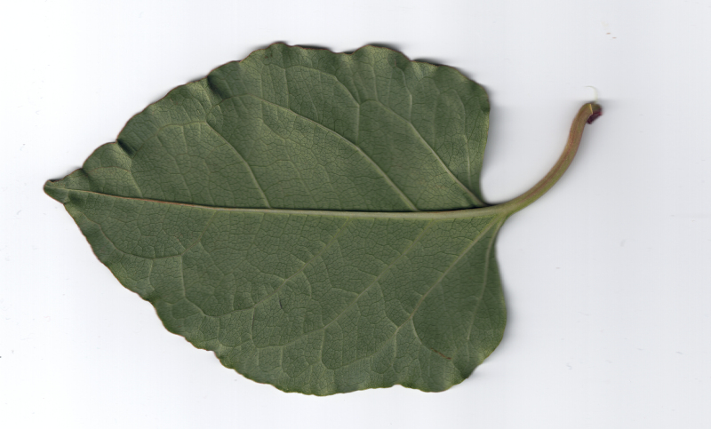 Reynoutria japonica ou Fallopia japonica - Renouée du Japon #72505