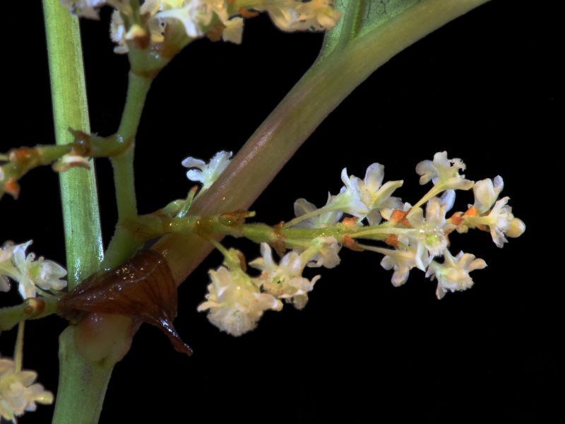 Reynoutria japonica ou Fallopia japonica - Renouée du Japon #72508