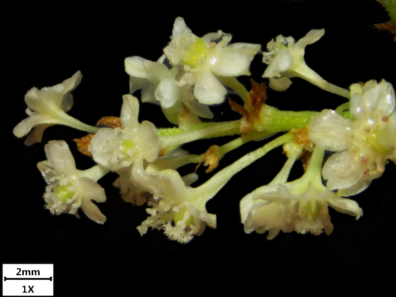 Reynoutria japonica ou Fallopia japonica - Renouée du Japon #72509