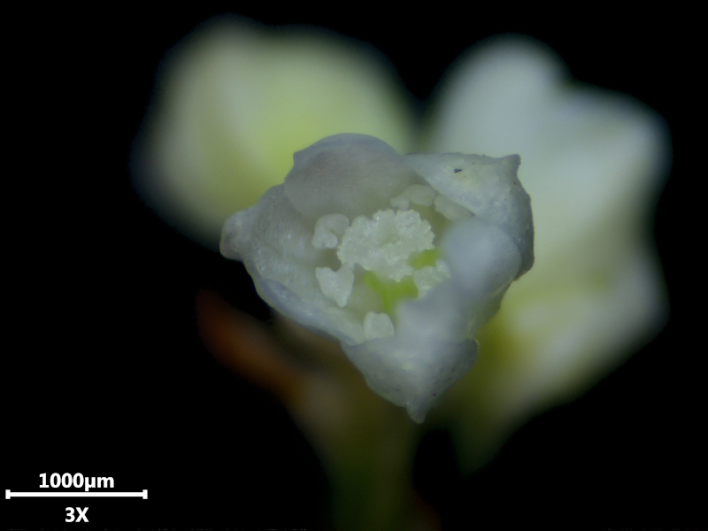 Reynoutria japonica ou Fallopia japonica - Renouée du Japon #72512