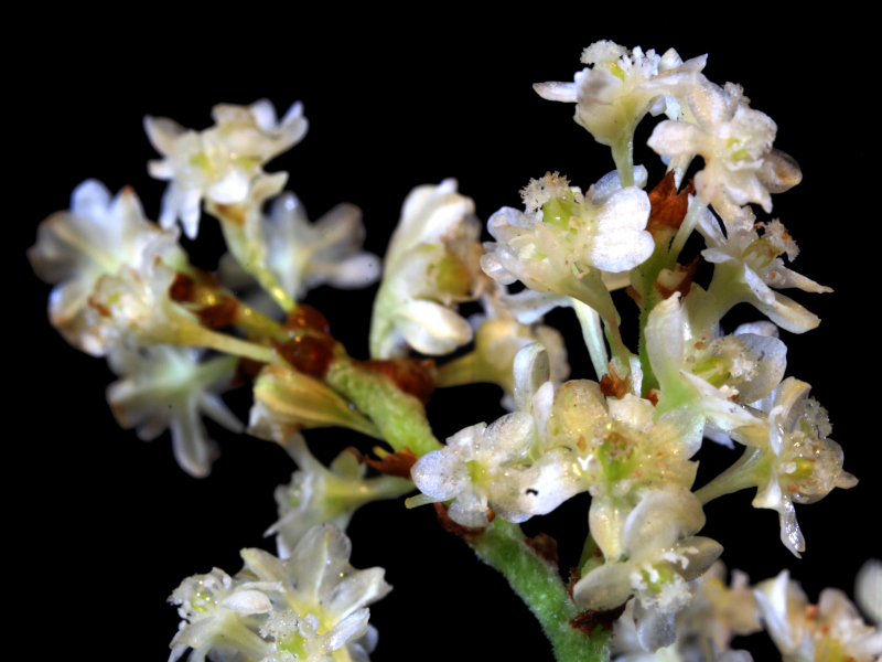 Reynoutria japonica ou Fallopia japonica - Renouée du Japon #72506