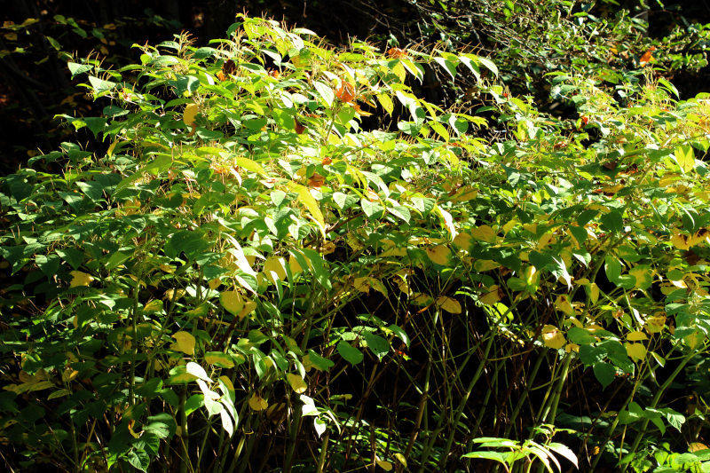 Reynoutria japonica ou Fallopia japonica - Renouée du Japon #72497