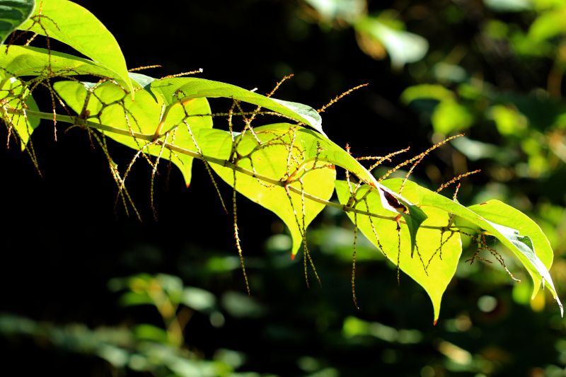Reynoutria japonica ou Fallopia japonica - Renouée du Japon #72522
