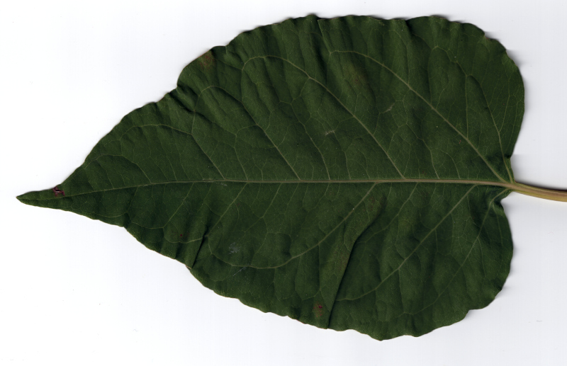 Reynoutria japonica ou Fallopia japonica - Renouée du Japon #72503