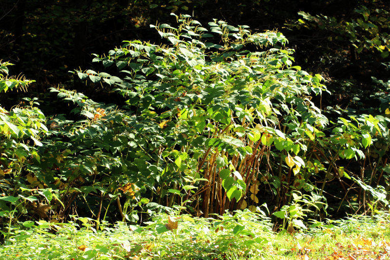 Reynoutria japonica ou Fallopia japonica - Renouée du Japon #72498
