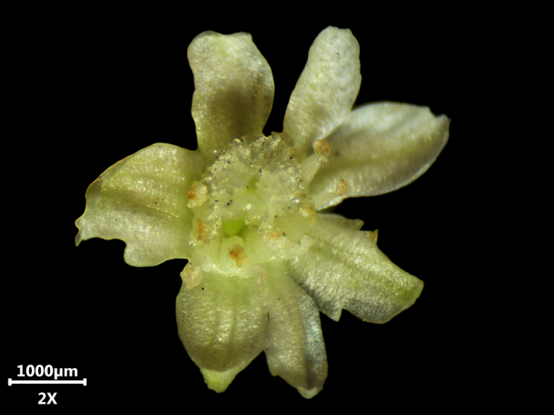 Reynoutria japonica ou Fallopia japonica - Renouée du Japon #72513