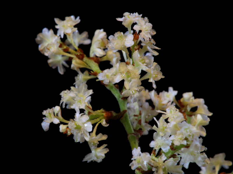 Reynoutria japonica ou Fallopia japonica - Renouée du Japon #72507