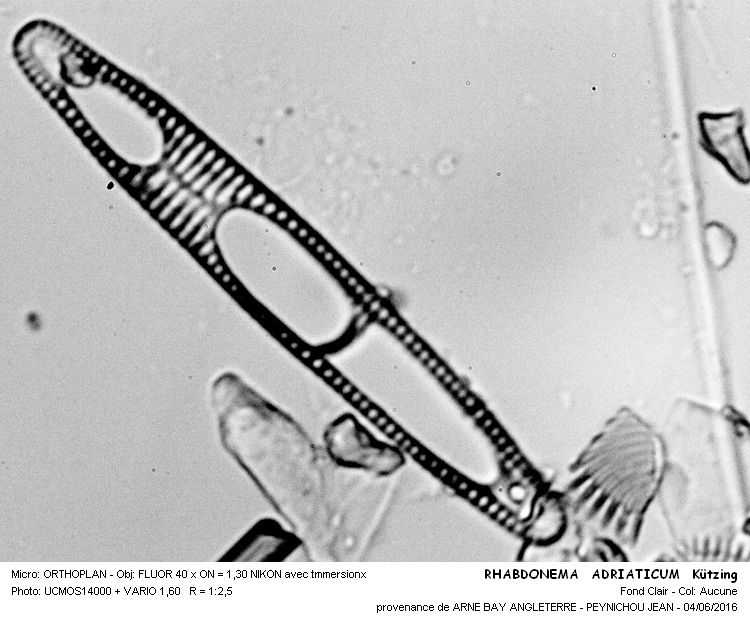 RHABDONEMA ADRIATICUM Kützing #46286